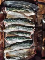 Scottish mackerel